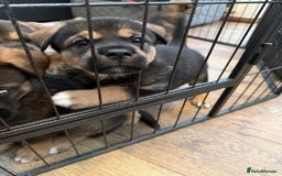 Mixed Breed dogs for sale: HuskyGerman/Rotweiler mixed breed puppies for sale - Advert 16