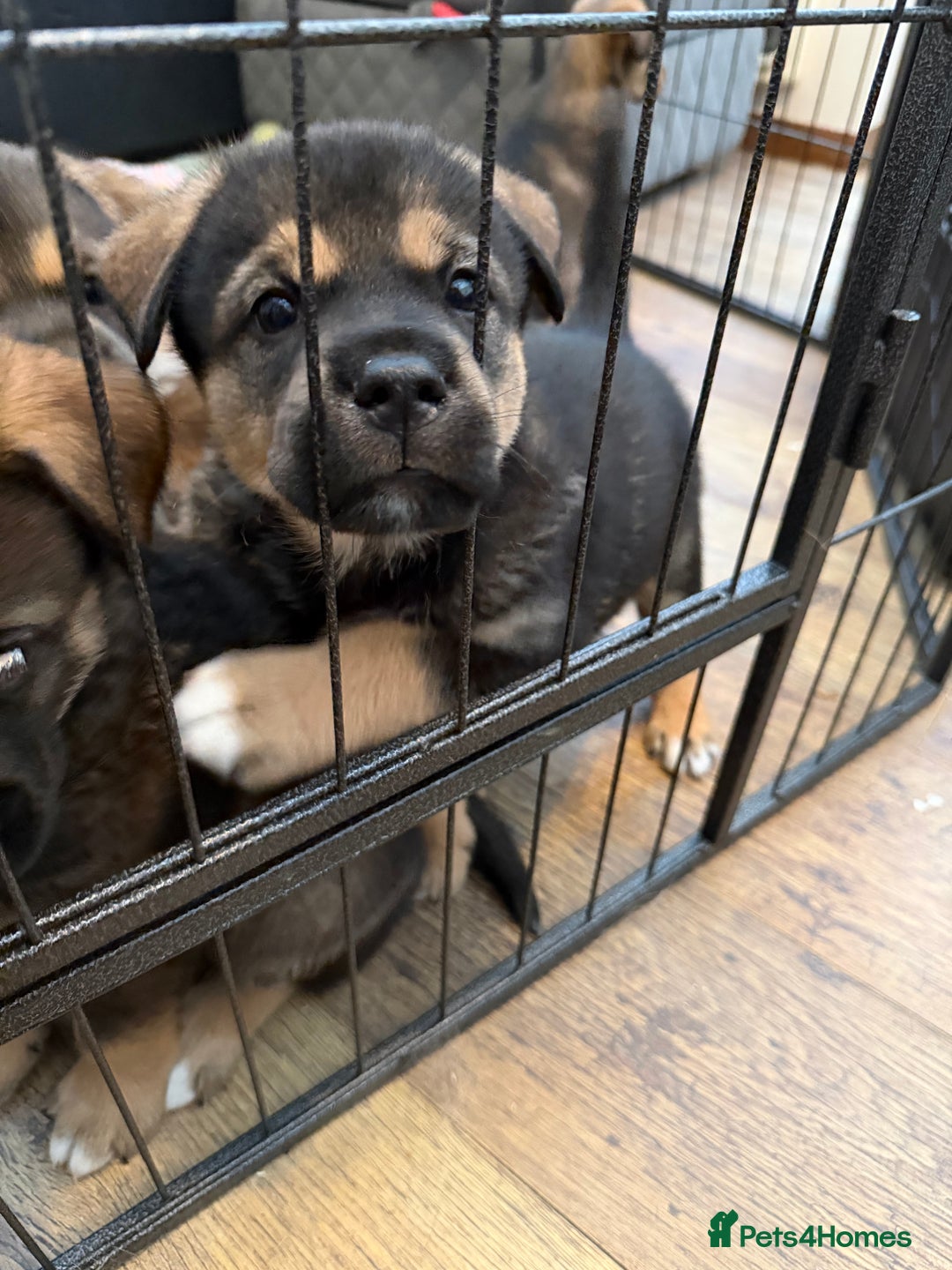 Mixed Breed dogs for sale: HuskyGerman/Rotweiler mixed breed puppies for sale - Advert 16