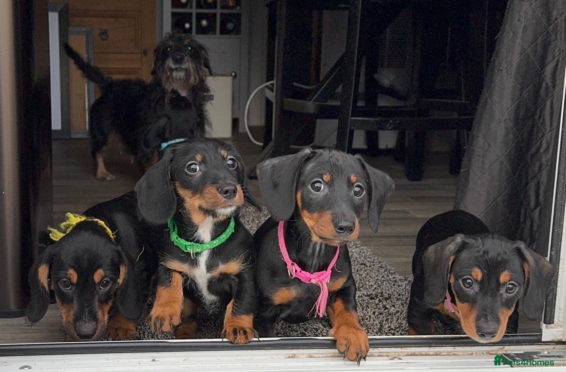 Dachshund dogs Dachshund pups standard smooth & wirehaired Teckel - Advert 3