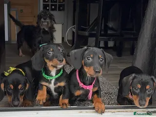 Dachshund dogs Dachshund pups standard smooth & wirehaired Teckel - Advert 5