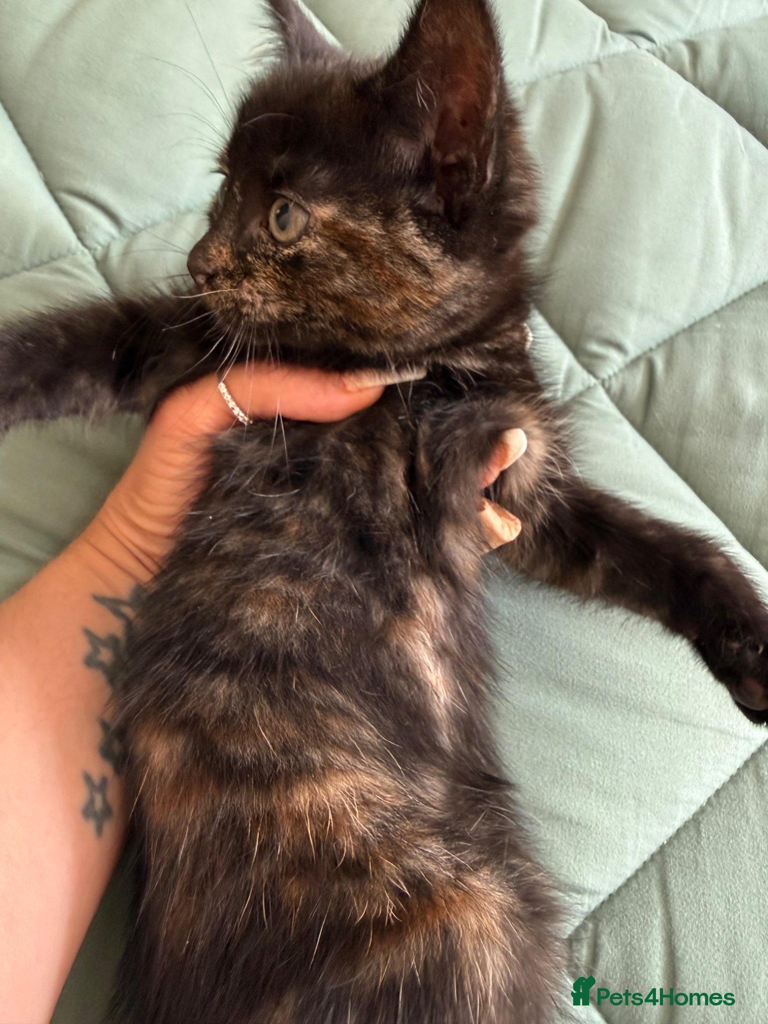 Mixed Breed cats for sale: Kittens for sale READY NOW in Brandon - Advert 5