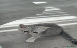 British Shorthair cats for sale: Male kitten - Image 2