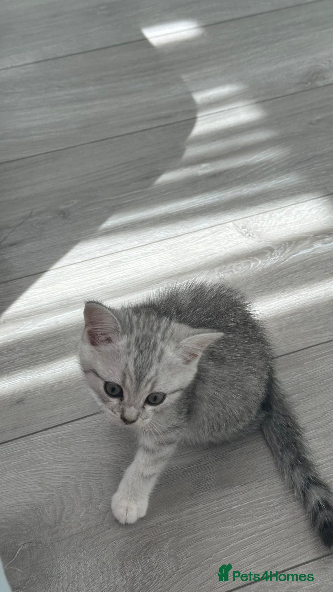 British Shorthair cats for sale: Male kitten - Image 2