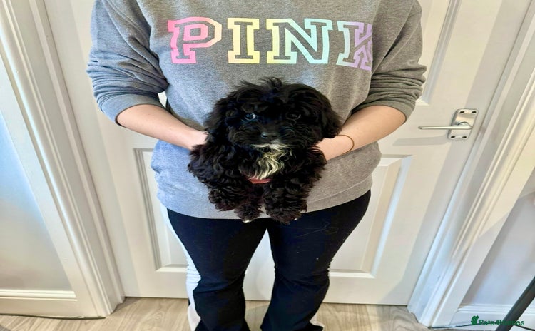 Cockapoo dogs - Advert 12