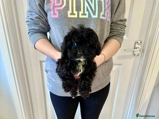 Cockapoo dogs - Advert 4