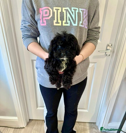 Cockapoo dogs - Advert 6