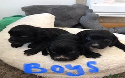 Cocker Spaniel dogs for sale: Cocker spaniel worker puppies  - Image 3