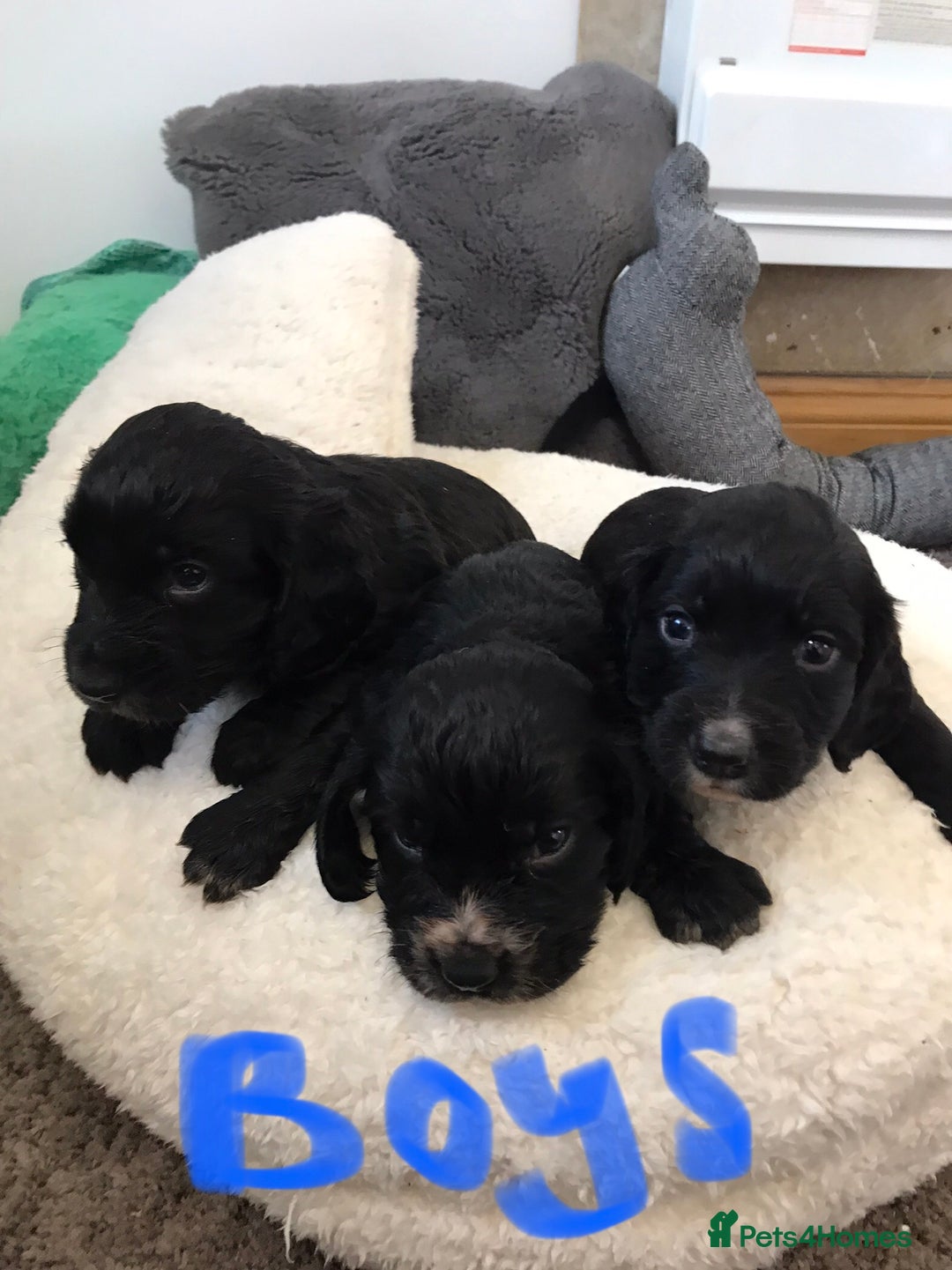 Cocker Spaniel dogs for sale: Cocker spaniel worker puppies  - Image 3