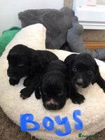 Cocker Spaniel dogs - Advert 5