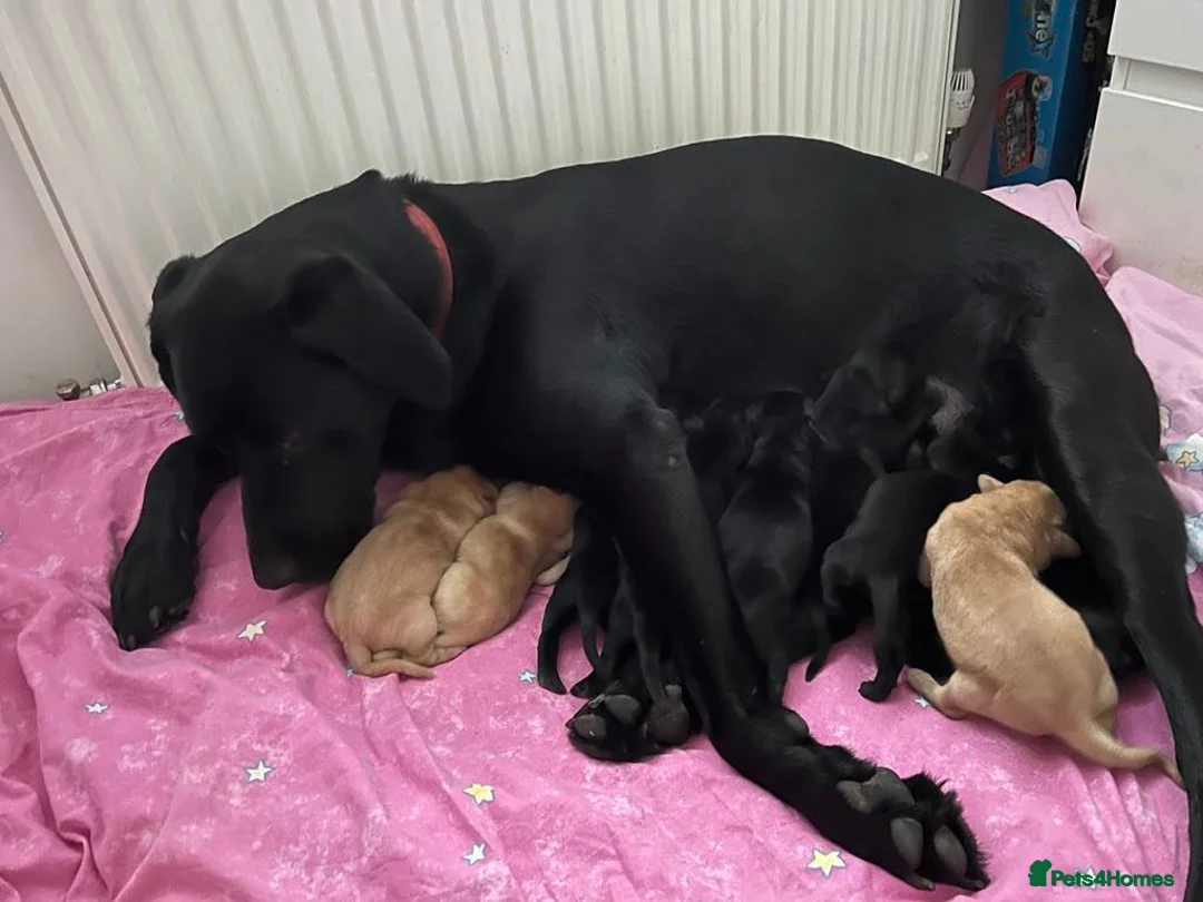 Labrador Retriever dogs for stud: KC registered Labrador in Bishop Auckland - Advert 4