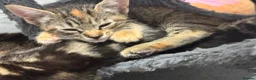 Mixed Breed cats for sale: American shorthair x bsh kittens please red descrp in Belvedere - Advert 18