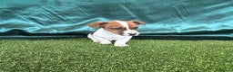 Jack Russell dogs for sale: Jack Russel Puppies - Advert 5