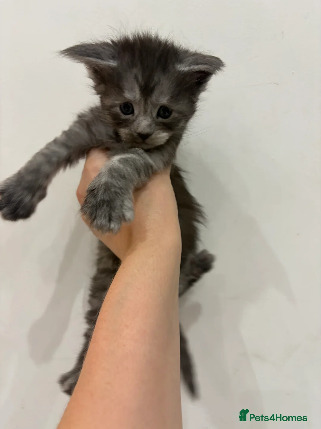 Maine Coon cats for sale: PUREBRED MAINE COON KITTENS! - Advert 11