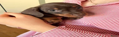 Miniature Dachshund Puppy 1