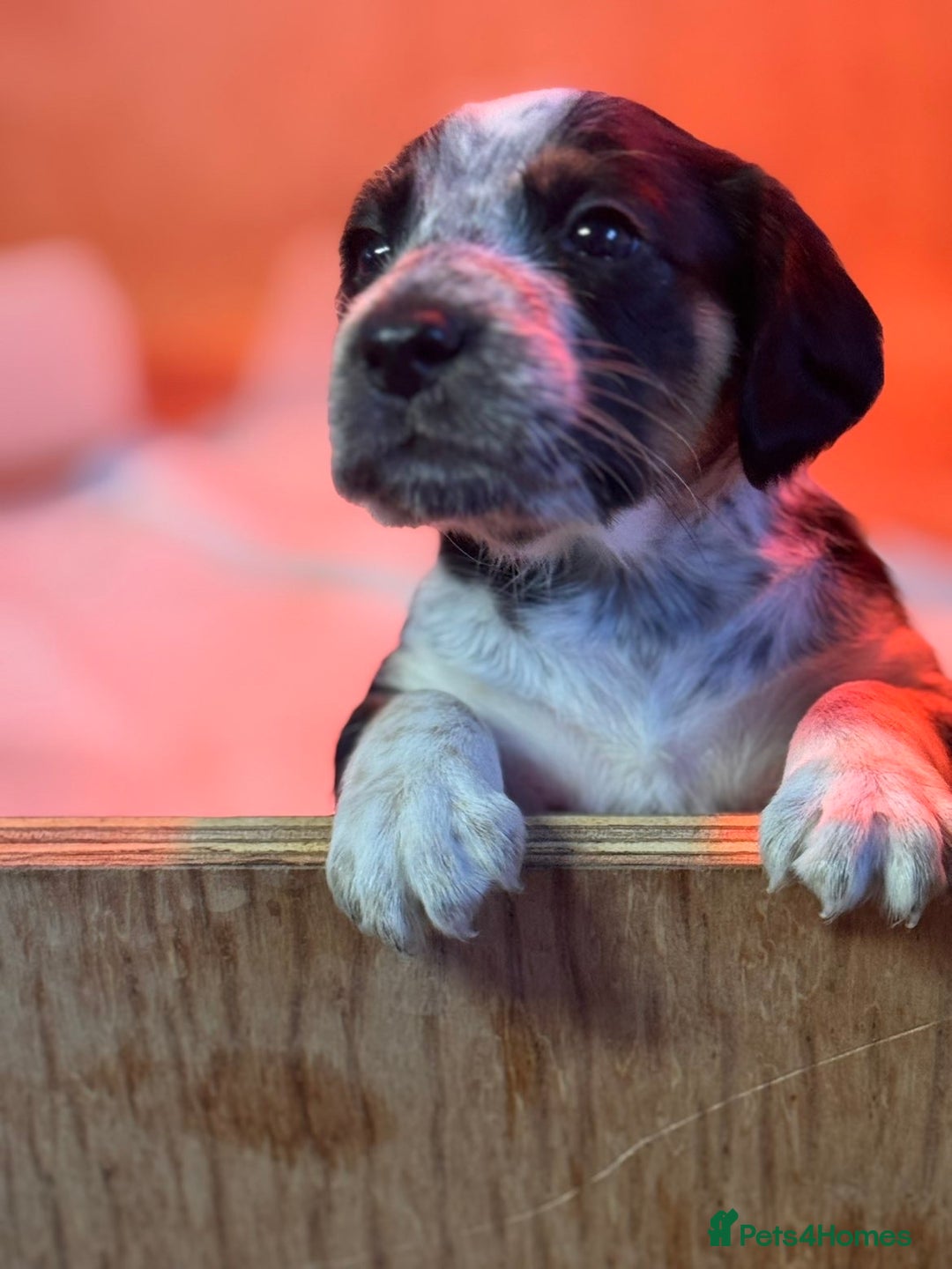 Mixed Breed dogs for sale: Australian Kelpie/Cocker Spaniel Puppies  - Advert 9