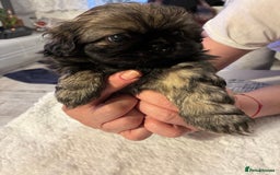Pekingese dogs for sale: Pekingese puppies - Advert 5