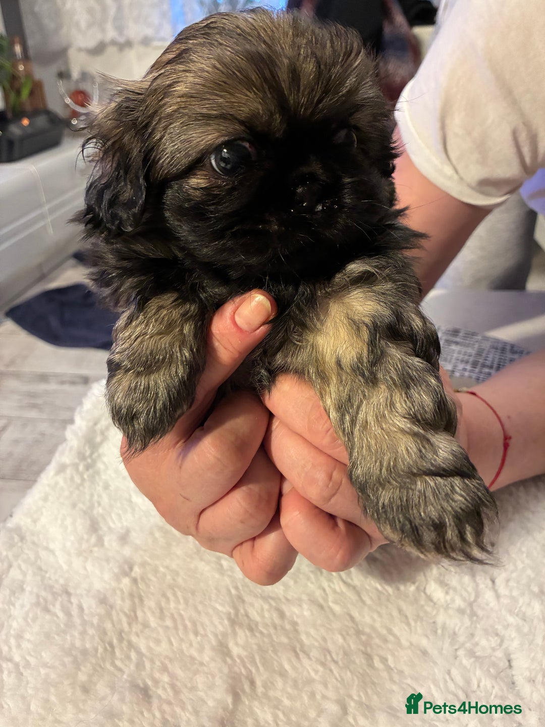 Pekingese dogs for sale: Pekingese puppies - Advert 5