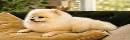 Pomeranian dogs for stud: Cream Sable Pomeranian Proven Stud - Mr Savile in Chesterfield - Advert 2