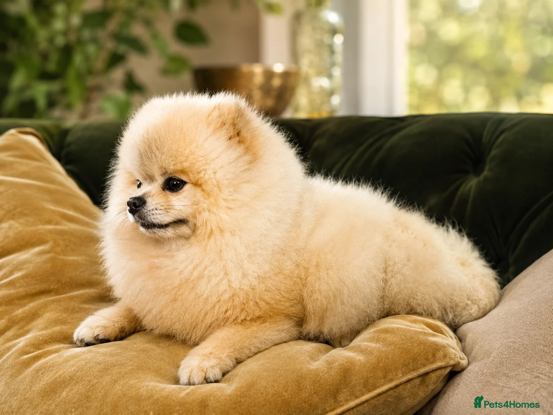 Pomeranian dogs for stud: Cream Sable Pomeranian Proven Stud - Mr Savile in Chesterfield - Advert 2