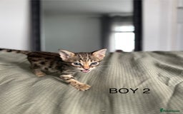 Savannah cats for sale: KIWANGA PEDIGREE F3 SAVANNAH KITTENS  - Image 36