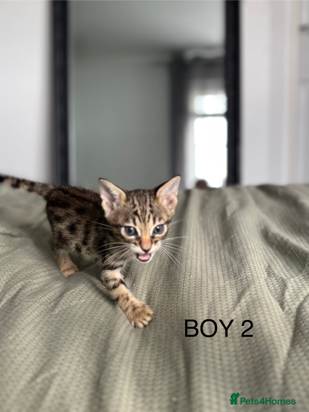 Savannah cats for sale: KIWANGA PEDIGREE F3 SAVANNAH KITTENS  - Image 36