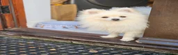 Pomeranian dogs for sale: Fluffy creamywhite Pomeranian boy for sale in Crediton - Advert 3