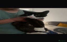 Domestic Shorthair cats for sale: 2 cats for sale! - Image 4