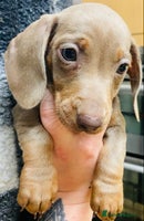 Miniature Dachshund dogs 3 beautiful miniature dachshund boys - Advert 9