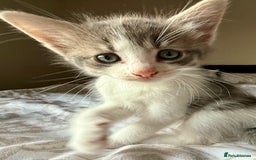 Mixed Breed cats for sale: 3 beautiful kittens available - Image 10