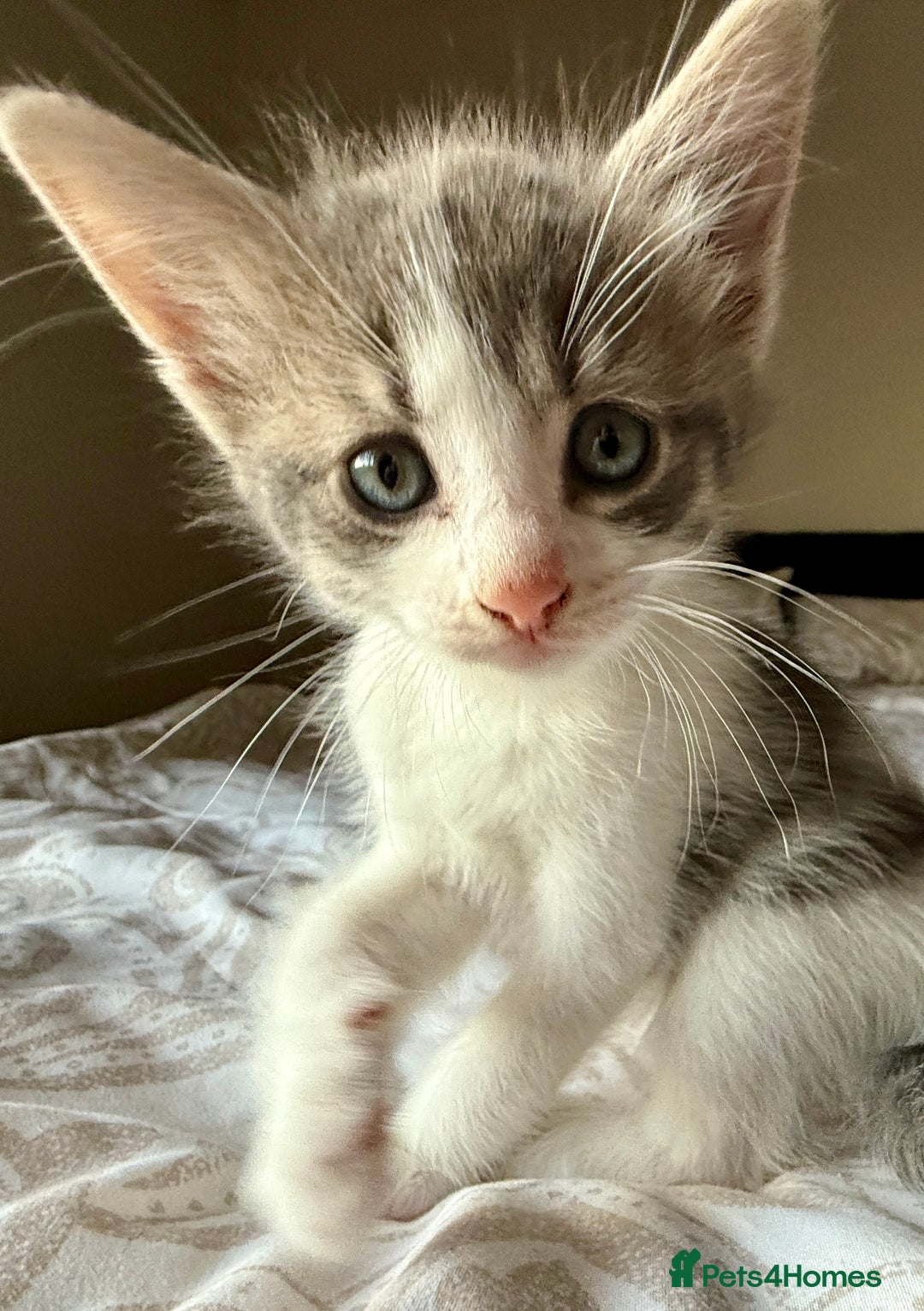 Mixed Breed cats for sale: 3 beautiful kittens available - Image 10