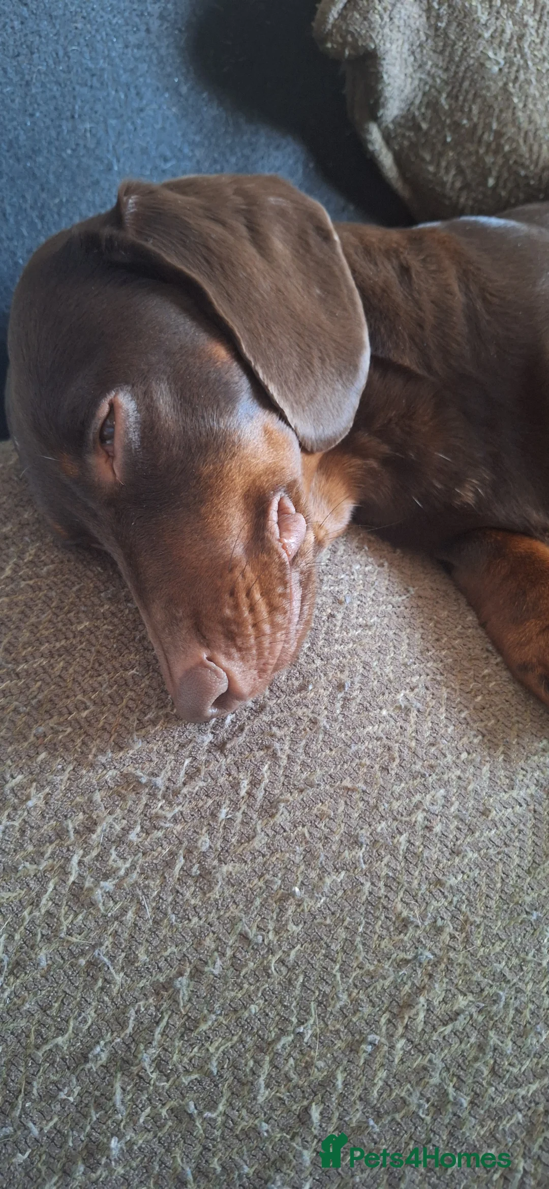 Mixed Breed dogs for sale: 3 mixed breed puppies available  in Mirfield - Advert 2