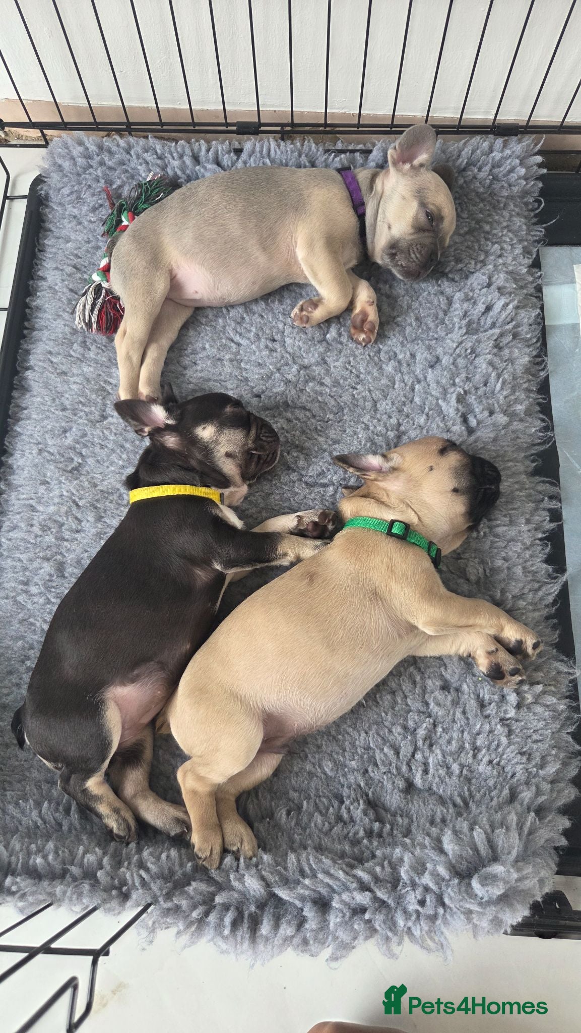 French Bulldog dogs Ready to collect  - Advert 14