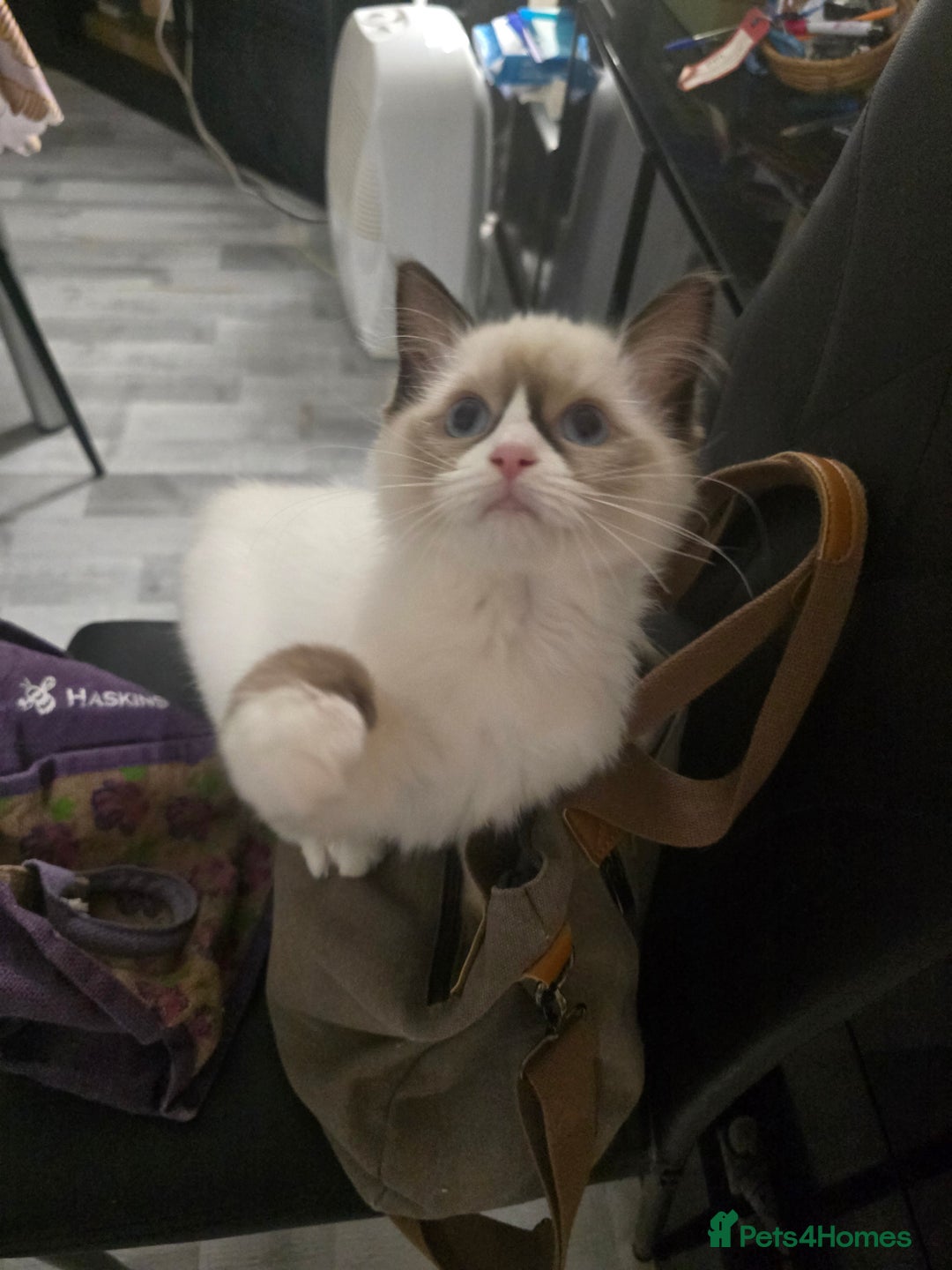 Ragdoll cats for sale: Gccf registered little Queens available 🥰 - Advert 13