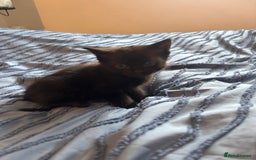 Mixed Breed cats for sale: 5 beautiful kittens - Image 7