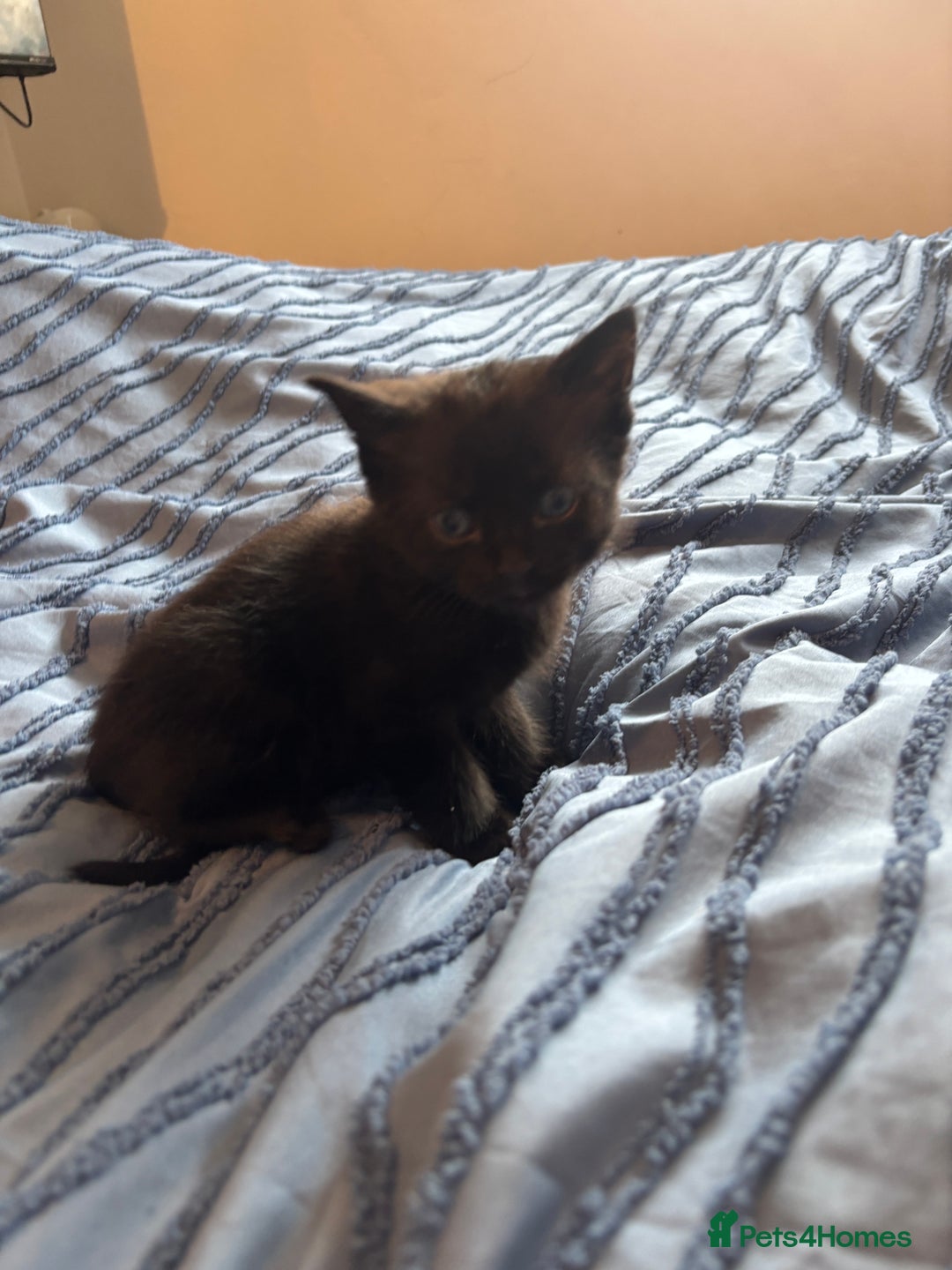 Mixed Breed cats for sale: 5 beautiful kittens - Image 7