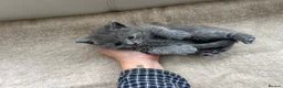 British Shorthair cats for sale: Our British Shorthair has had 5 Beautiful Kittens - Advert 16