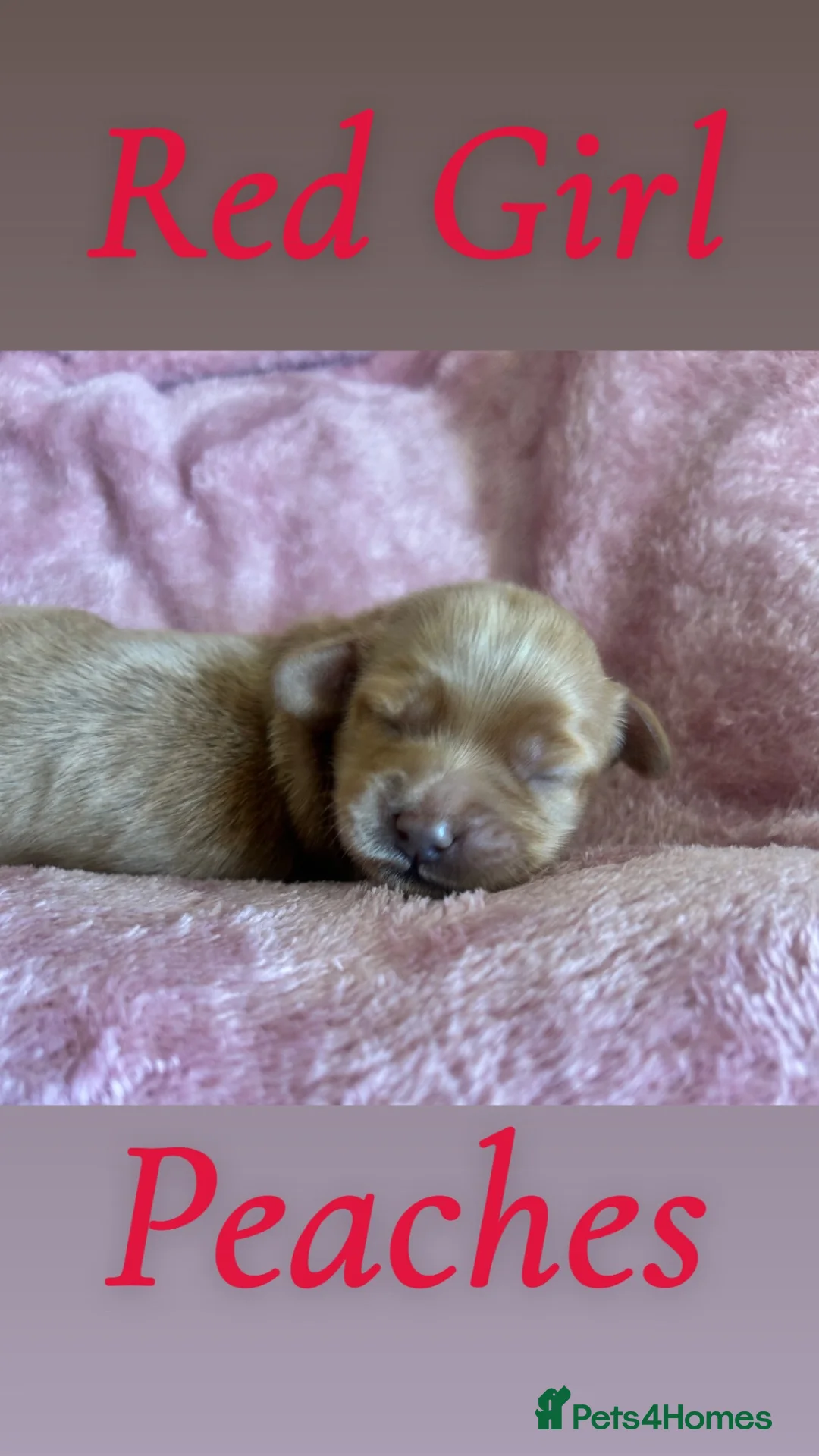 Mini Goldendoodle dogs for sale: F4B Miniature Goldendoodles - Advert 14
