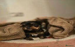 Yorkshire Terrier dogs for sale: Mini Yorkshier Terrier - Advert 8