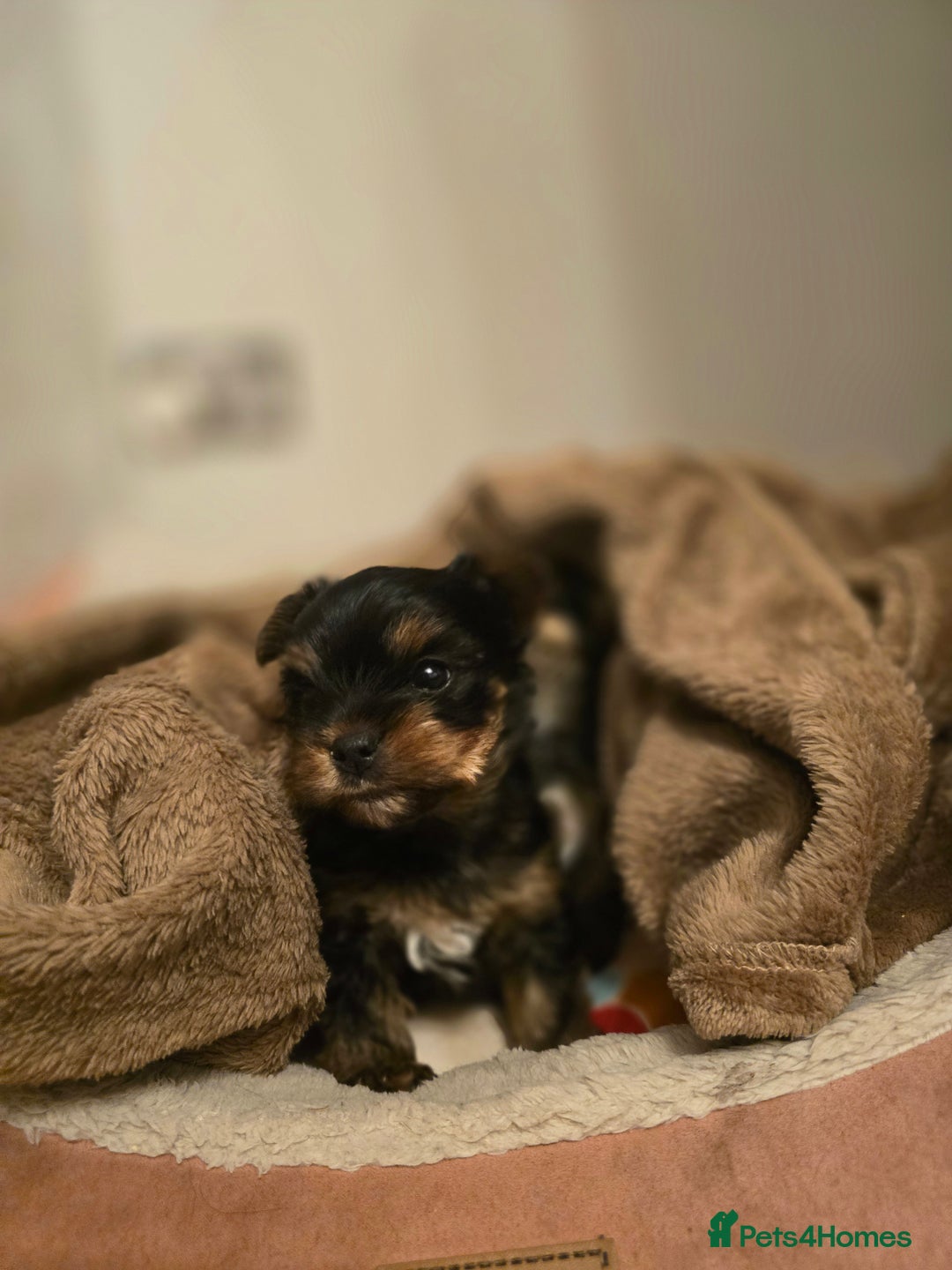 Yorkshire Terrier dogs for sale: Mini Yorkshier Terrier - Advert 8