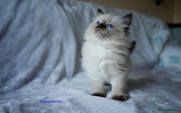 Ragdoll cats for sale: Stunning GCCF Registered Heart Melting Affection - Image 6