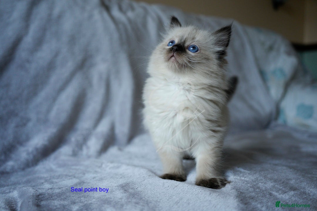 Ragdoll cats for sale: Stunning GCCF Registered Heart Melting Affection - Image 6