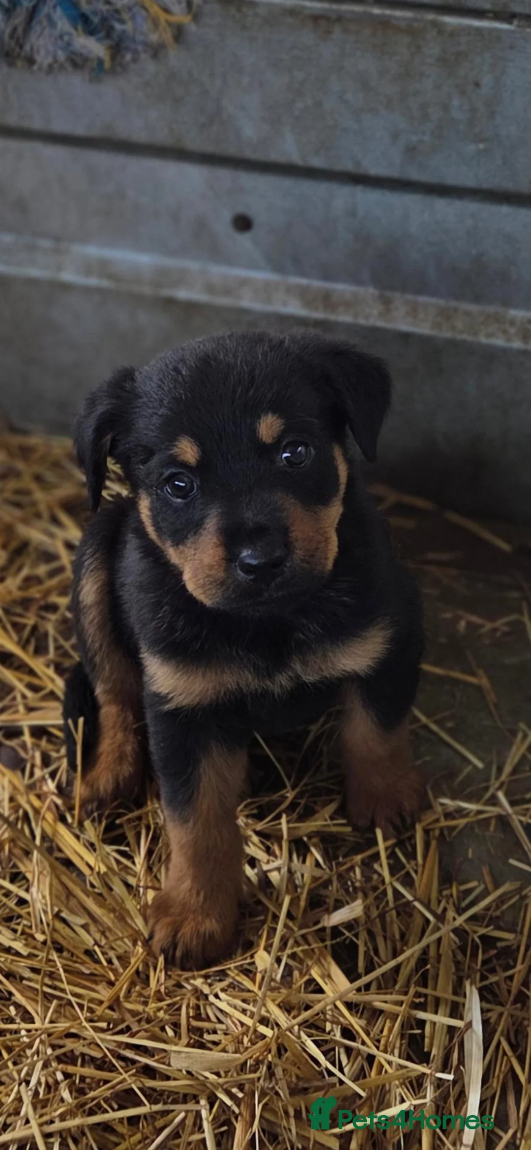 Mixed Breed dogs for sale: Beautiful F1B Rottweiler Puppies - Advert 2