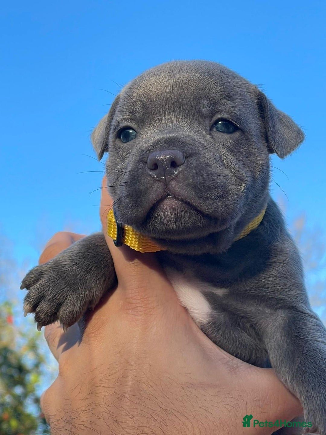 Staffordshire Bull Terrier dogs for sale: SIMPLY STUNNING COI 5.4% - Advert 12