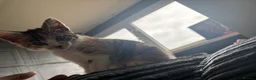 Mixed Breed cats for sale: 🐱 Six Kittens Looking for Loving Homes! 🐾 - Advert 22