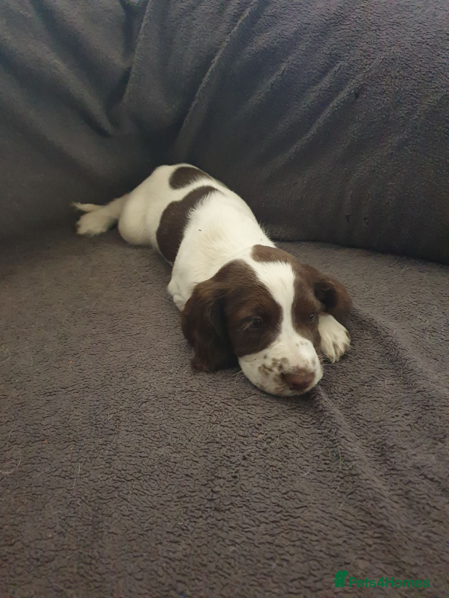 English Springer Spaniel dogs 1 kc registered boy dogs left - Advert 3