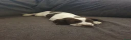 English Springer Spaniel dogs for sale: 2 kc registered boy dogs  in Buckley - Advert 6