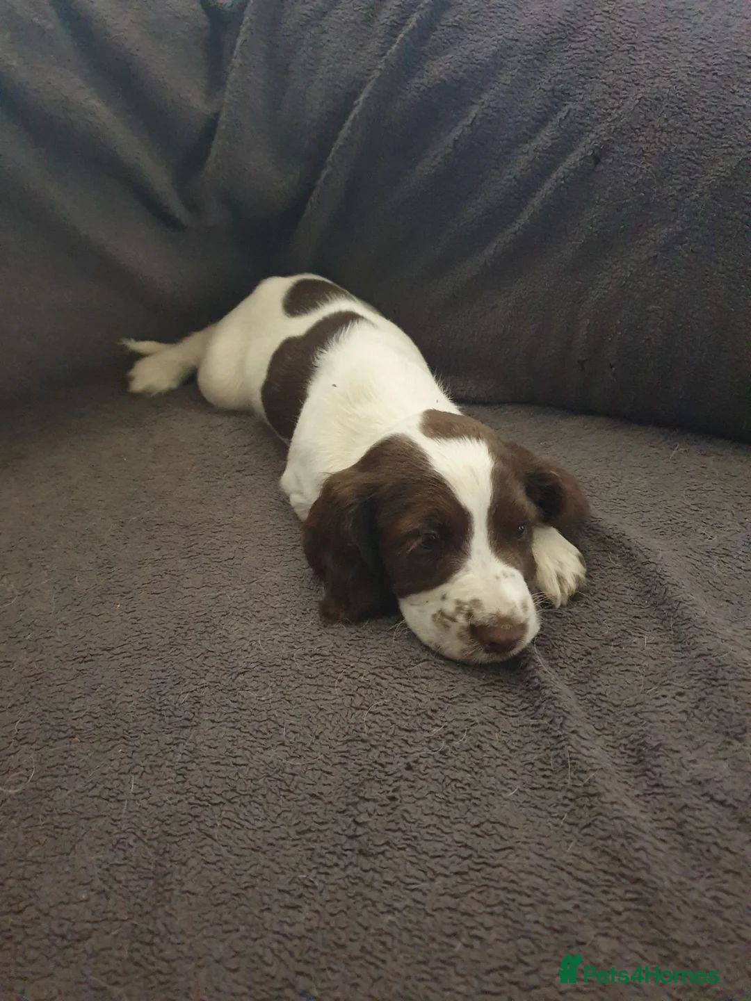 English Springer Spaniel dogs for sale: 1 kc registered boy dogs left - Advert 2