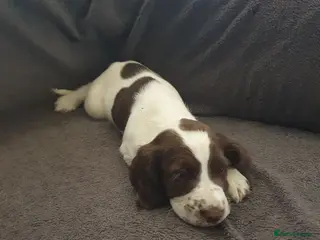English Springer Spaniel dogs 1 kc registered boy dogs left - Advert 3