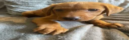Labrador Retriever dogs for sale: Extensively health tested  Red Labrador puppies  - Advert 19