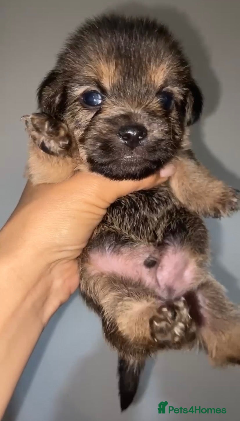 Mixed Breed dogs 🐶💕 Available from November   💕🐶 - Advert 12